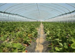 uk，新型智能温室大棚建设，连栋薄