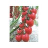 [泰和锦绣种业]西红柿种子品质好|河南大红西红柿种子