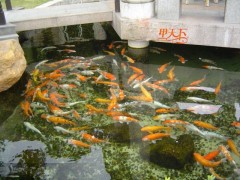 南京景观鱼池水专业净化、处理！