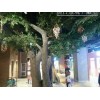 沈阳仿真树雕塑厂家——想要造型好的假树雕塑就到沈阳蒸日园林雕塑