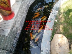 苏州市鱼池水过滤技术