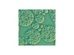 想买优质低血清细胞培养基，就来赛