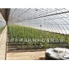 温室大棚专业建设厂家|直销日光温室大棚