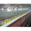 潍坊专业的标准化鸡舍推荐——养鸡设备批发