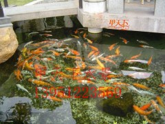 南京市单位园区锦鲤鱼池水过滤循环