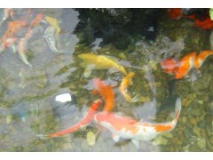 济南市庭院景观鱼池水净化比较好的