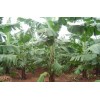 要买优惠的滴灌带，中宇达农业设施是不二选择-滴灌带厂家