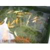 徐州市花园鱼池水过滤技术