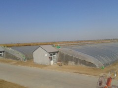 coco纹洛式玻璃温室大棚，新型智能