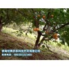 树上干杏——专业供应树上干杏