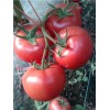 【优惠！】荷兰西红柿种子666西红柿种子666西红柿种子厂家