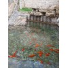 上海市别墅景观鱼池水净化技术