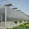 oua纹洛式玻璃温室大棚，山东葡萄温室大棚，蔬菜大棚建设